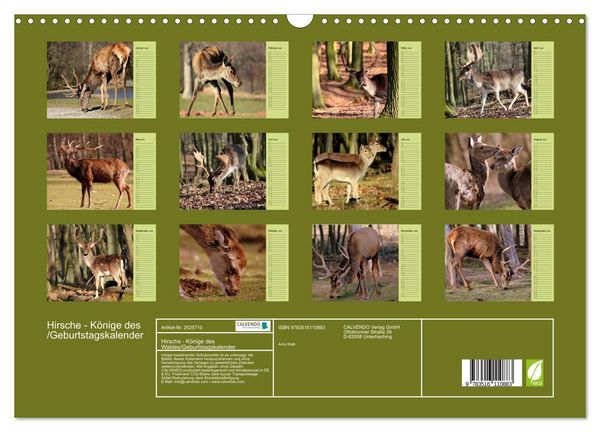 Produktbild: Hirsche - K&ouml;nige des Waldes/Geburtstagskalender (Wandkalender 2026 DIN A3 quer), CALVENDO Monatskalender