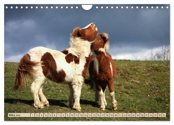 Produktbild: Ponys, die starken Pers&ouml;nlichkeiten (Wandkalender 2026 DIN A4 quer), CALVENDO Monatskalender