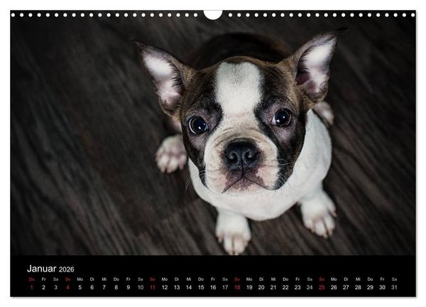 Produktbild: Colored Boston Terrier 2026 (Wandkalender 2026 DIN A3 quer), CALVENDO Monatskalender