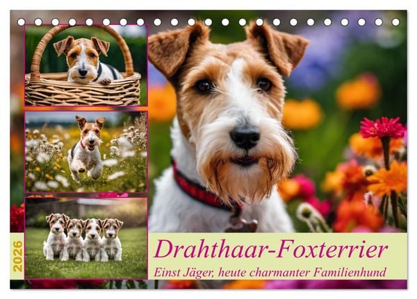 Produktbild: Drahthaar-Foxterrier (Tischkalender 2026 DIN A5 quer), CALVENDO Monatskalender