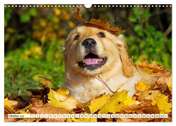 Produktbild: Golden Retriever - Freunde auf 4 Pfoten (Wandkalender 2026 DIN A3 quer), CALVENDO Monatskalender