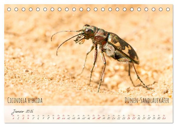 Produktbild: K&auml;fer-Wunderwelten (Tischkalender 2026 DIN A5 quer), CALVENDO Monatskalender