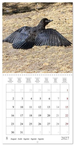 Produktbild: Crow Babies - Black, cute & always hungry (Wall Calendar 2027 12 &times; 12 Inch) CALVENDO 12 Month Wall Calendar