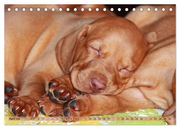 Produktbild: Magyar Vizsla - Vielseitiger Jagdhund mit Familienanschluss (Tischkalender 2026 DIN A5 quer), CALVENDO Monatskalender