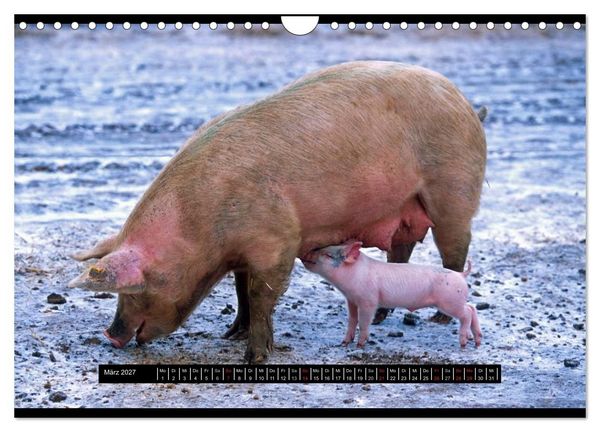 Produktbild: Schweinereien (Wandkalender 2027 DIN A4 quer), CALVENDO Monatskalender