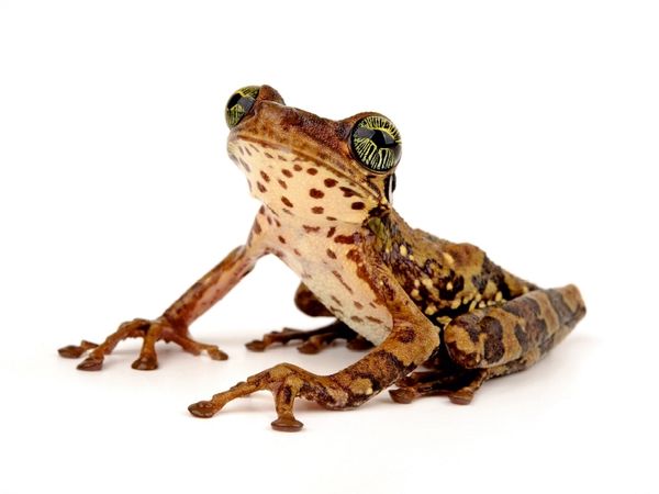 Produktbild: Giftiger Kr&ouml;tenlaubfrosch - Trachycephalus venulosus (Puzzle)