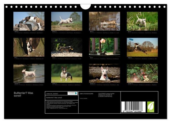 Produktbild: Bullterrier? Was sonst! (Wandkalender 2027 DIN A4 quer), CALVENDO Monatskalender