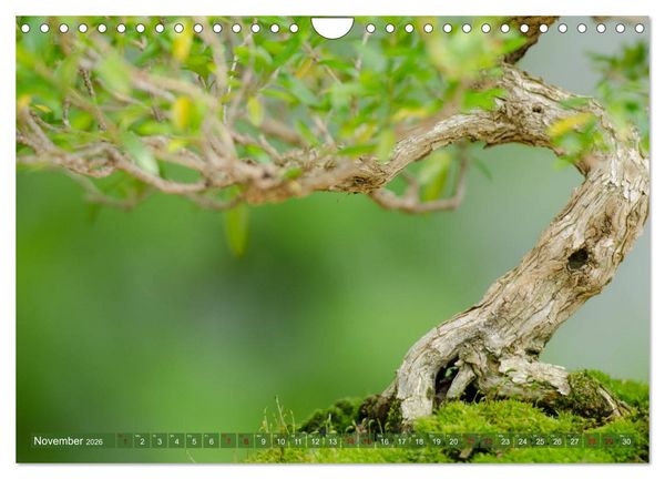 Produktbild: Bonsai ganz nah (Wandkalender 2026 DIN A4 quer), CALVENDO Monatskalender