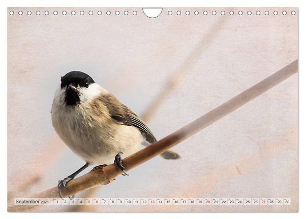 Produktbild: NATUR PUR Heimische Singv&ouml;gel (Wandkalender 2026 DIN A4 quer), CALVENDO Monatskalender