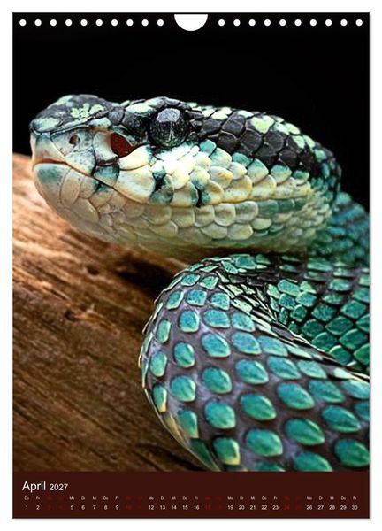 Produktbild: The Power Of Snake (Wandkalender 2027 DIN A4 hoch), CALVENDO Monatskalender