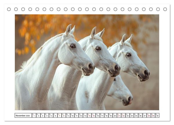 Produktbild: Bezaubernde Eleganz wei&szlig;er Pferde (Tischkalender 2026 DIN A5 quer), CALVENDO Monatskalender