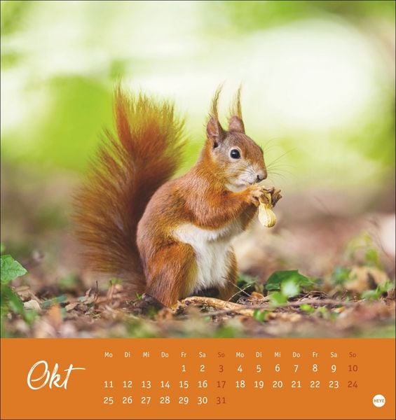 Produktbild: Eichh&ouml;rnchen Postkartenkalender 2027