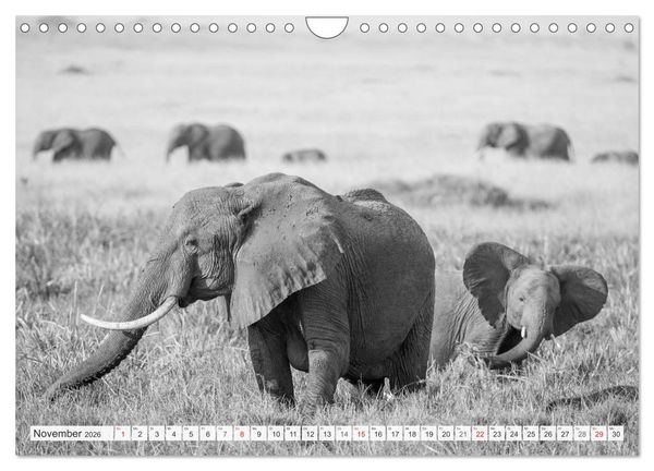 Produktbild: Emotionale Momente: Elefanten in black & white (Wandkalender 2026 DIN A4 quer), CALVENDO Monatskalender