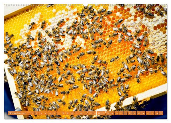 Produktbild: Ein Leben f&uuml;r den Honig: Bienen und Imker (hochwertiger Premium Wandkalender 2027 DIN A2 quer), Kunstdruck in Hochglanz