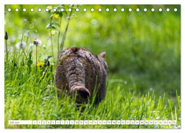 Produktbild: Wildkatzen - die anmutigsten Raubiere in Europa. (Tischkalender 2027 DIN A5 quer), CALVENDO Monatskalender