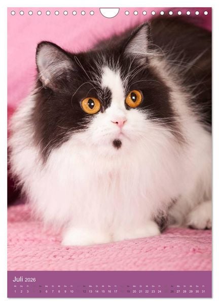Produktbild: Britisch Langhaar Katzen (Wandkalender 2026 DIN A4 hoch), CALVENDO Monatskalender