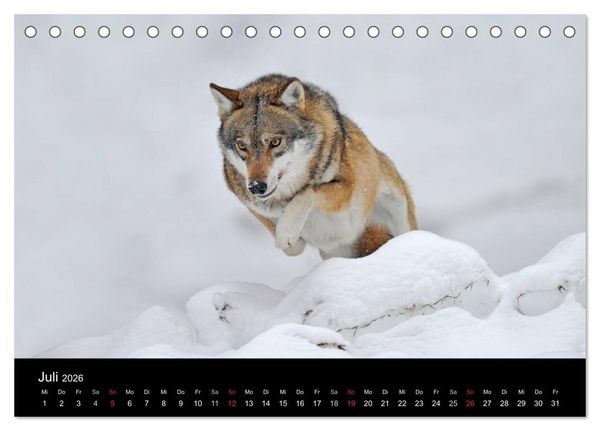Produktbild: Kanadische W&ouml;lfe im Winter (Tischkalender 2026 DIN A5 quer), CALVENDO Monatskalender