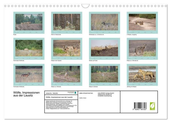 Produktbild: W&ouml;lfe, Impressionen aus der Lausitz (Wandkalender 2026 DIN A3 quer), CALVENDO Monatskalender