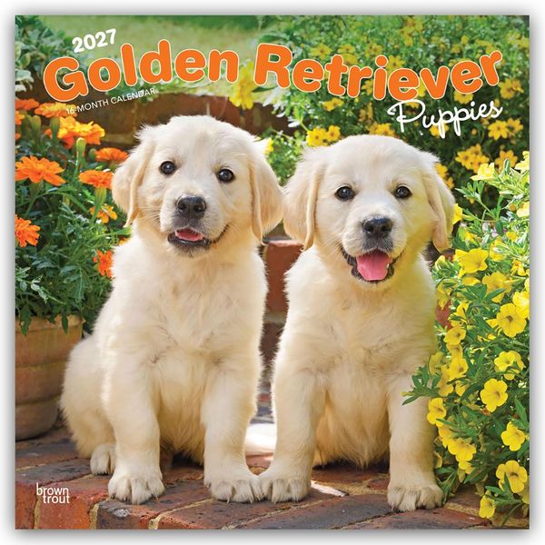 Produktbild: Golden Retriever Puppies &ndash; Golden Retriever Welpen 2027 &ndash; 16-Monatskalender