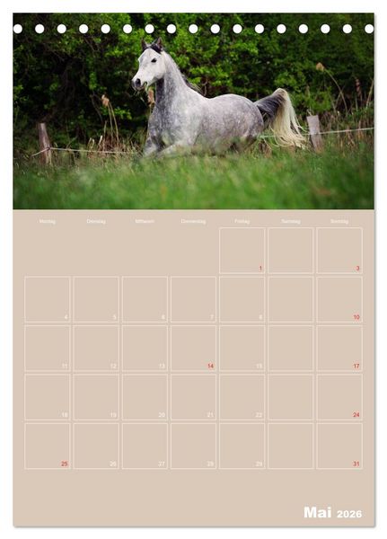Produktbild: Pferde / Planer (Tischkalender 2026 DIN A5 hoch), CALVENDO Monatskalender