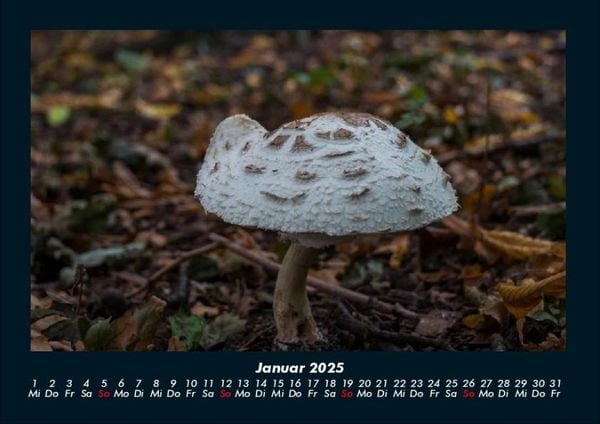 Produktbild: Pilzkalender 2025 Fotokalender DIN A4