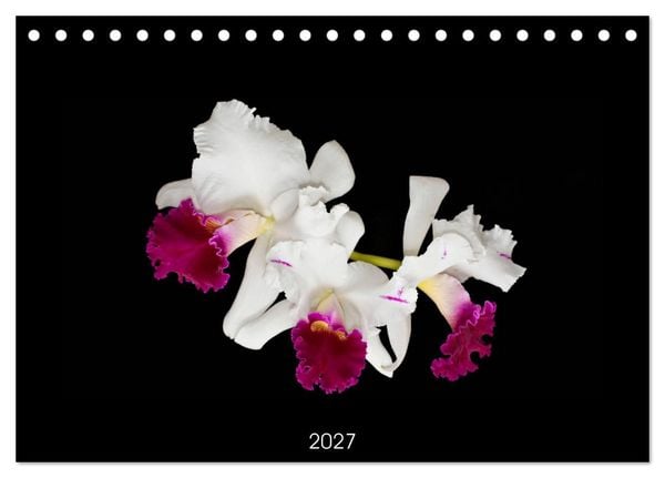 Produktbild: Leuchtende Cattleyen (Tischkalender 2027 DIN A5 quer), CALVENDO Monatskalender