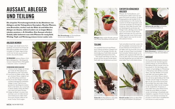 Produktbild: Gr&uuml;nes Gartenwissen. Die sch&ouml;nsten Zimmerpflanzen