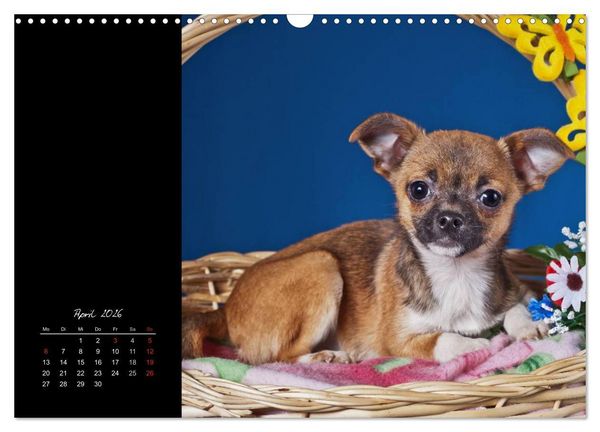 Produktbild: Chihuahua Welpen und Freunde (Wandkalender 2026 DIN A3 quer), CALVENDO Monatskalender