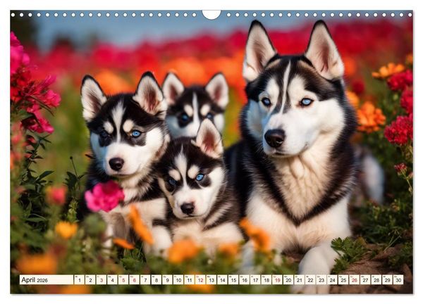 Produktbild: Siberian Huskies - die Extremsportler (Wandkalender 2026 DIN A3 quer), CALVENDO Monatskalender