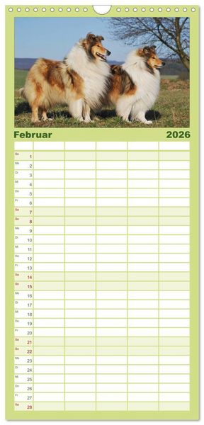 Produktbild: Familienplaner 2026 - Faszination Collie 2026 mit 5 Spalten (Wandkalender, 21 x 45 cm) CALVENDO