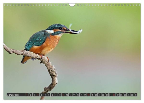 Produktbild: Der Eisvogel (Wandkalender 2026 DIN A3 quer), CALVENDO Monatskalender