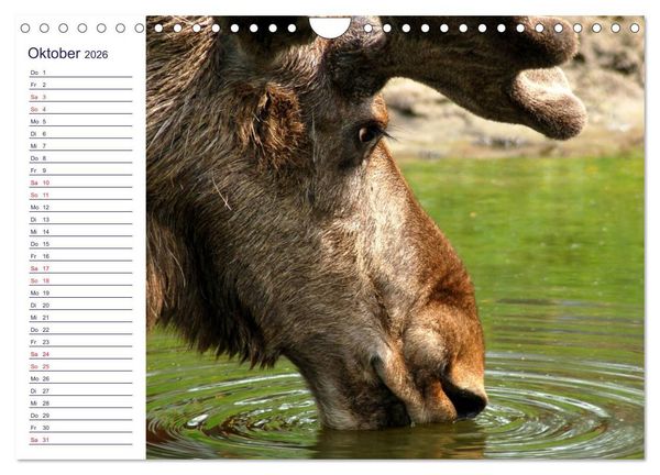 Produktbild: faszinierendes Schweden Smaland (Wandkalender 2026 DIN A4 quer), CALVENDO Monatskalender