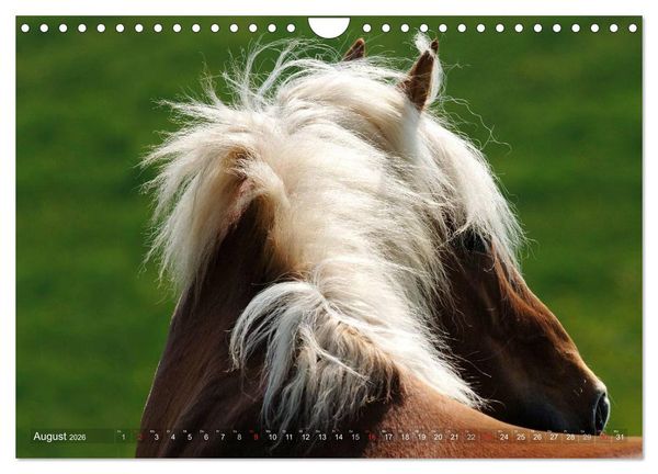 Produktbild: Haflinger Sch&ouml;nheiten (Wandkalender 2026 DIN A4 quer), CALVENDO Monatskalender
