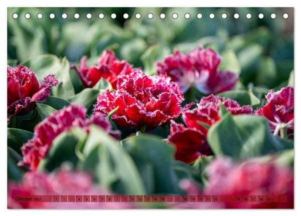 Produktbild: Tulpen - Hollands Stolz (Tischkalender 2027 DIN A5 quer), CALVENDO Monatskalender