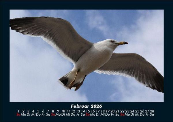 Produktbild: M&ouml;wen 2026 Fotokalender DIN A5