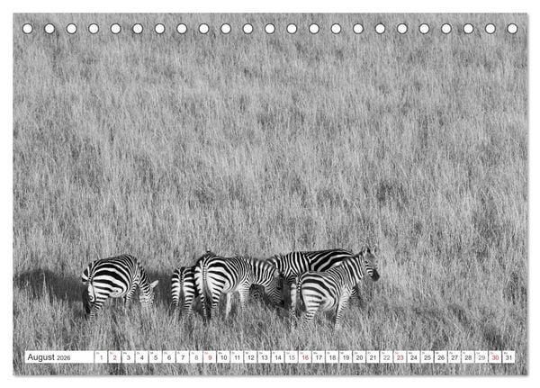 Produktbild: Emotionale Momente: Zebras - black & white. (Tischkalender 2026 DIN A5 quer), CALVENDO Monatskalender