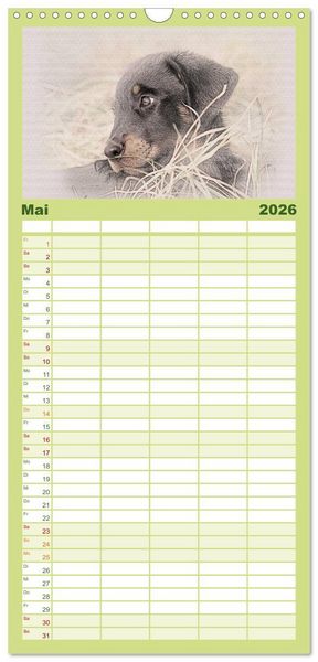 Produktbild: Familienplaner 2026 - Franz&ouml;sische Hirtenhunde 2026 mit 5 Spalten (Wandkalender, 21 x 45 cm) CALVENDO