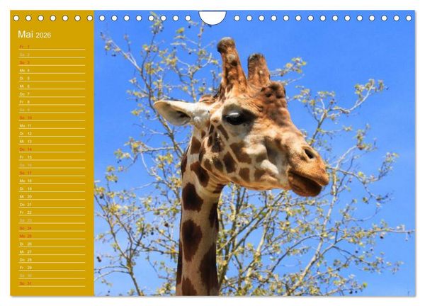 Produktbild: Giraffen / Geburtstagskalender (Wandkalender 2026 DIN A4 quer), CALVENDO Monatskalender