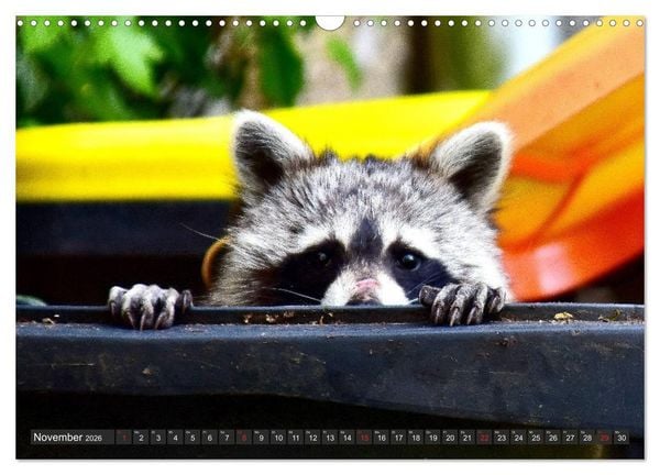 Produktbild: Besuch vom Waschb&auml;r (Wandkalender 2026 DIN A3 quer), CALVENDO Monatskalender