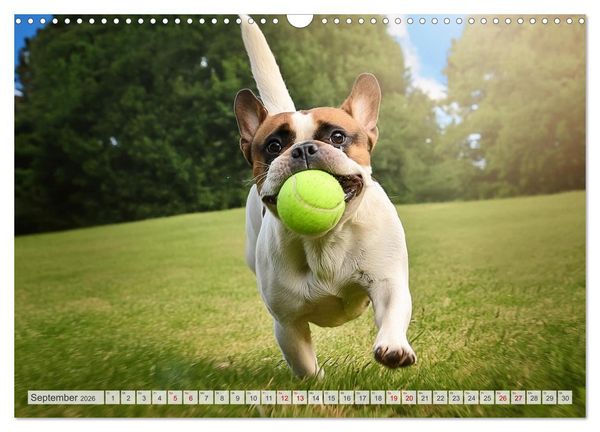 Produktbild: Bullys in Action - Franz&ouml;sische Bulldoggen lieben B&auml;lle (Wandkalender 2026 DIN A3 quer), CALVENDO Monatskalender
