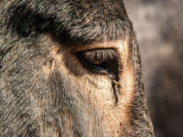 CALVENDO Puzzle Silberfarbener Augenring des Bulgarischer Großesels | 1000 Teile Lege-Größe 64x48cm Foto-Puzzle für glückliche Stunden