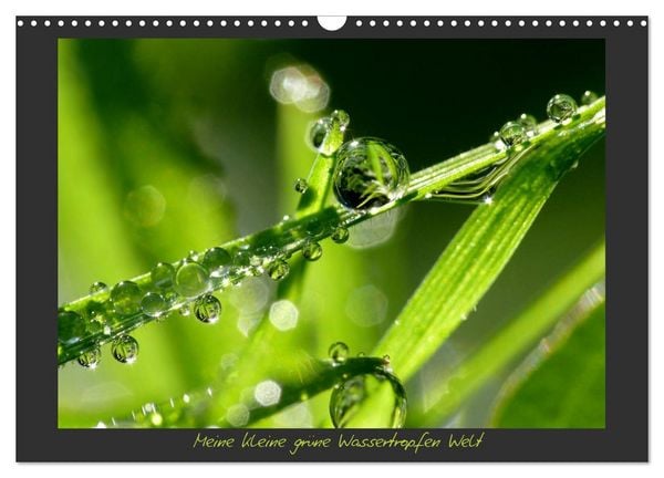 Meine kleine grüne Wassertropfen Welt (Wandkalender 2026 DIN A3 quer), CALVENDO Monatskalender