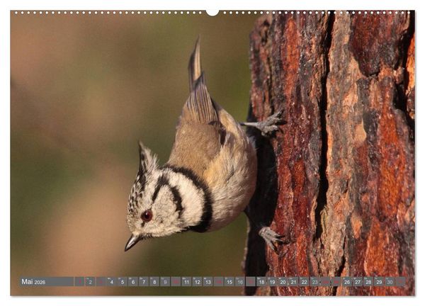 Produktbild: V&ouml;gel ganz nah (hochwertiger Premium Wandkalender 2026 DIN A2 quer), Kunstdruck in Hochglanz
