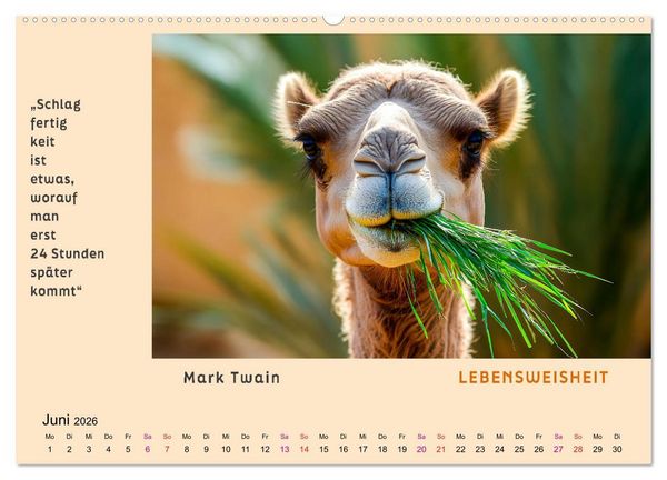 Produktbild: Pfiffig und weise (Wandkalender 2026 DIN A2 quer), CALVENDO Monatskalender