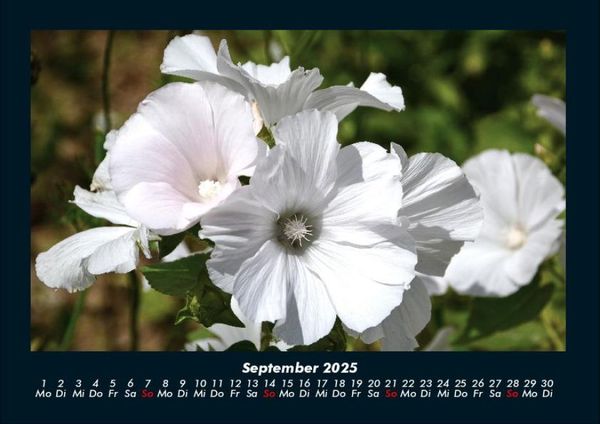 Produktbild: Blumenzauber 2025 Fotokalender DIN A4