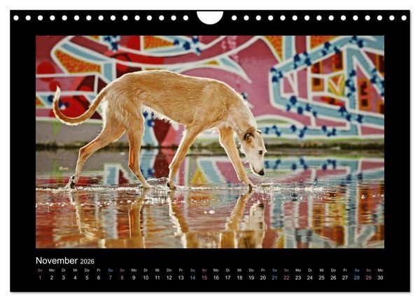 Produktbild: Windhund bunt (Wandkalender 2026 DIN A4 quer), CALVENDO Monatskalender