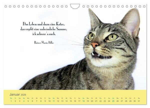 Produktbild: Katzenzitate 2026 (Wandkalender 2026 DIN A4 quer), CALVENDO Monatskalender