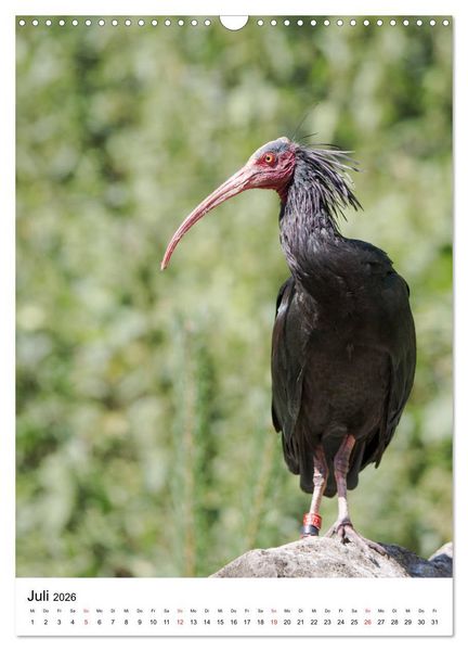 Produktbild: Der Waldrapp - Der etwas andere Vogel (Wandkalender 2026 DIN A3 hoch), CALVENDO Monatskalender