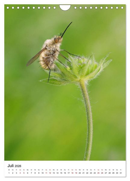 Produktbild: Insekten,Sch&ouml;nheiten der Natur (Wandkalender 2026 DIN A4 hoch), CALVENDO Monatskalender
