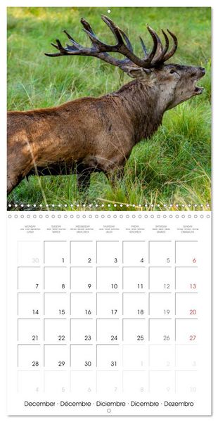 Produktbild: Aux bois des cerfs (Calendrier mural carr&eacute; 2026 30x30 cm) Calendrier double avec une page pour vos prises de notes